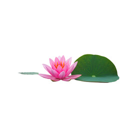 Isolated Pink Lotus Flower Illustration With Green Leaf Against Black Background