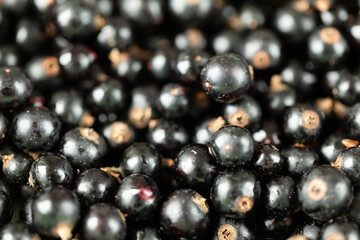 Ripe blackcurrants. Lots of juicy blackcurrants. Fresh berry harvest. Healthy food.