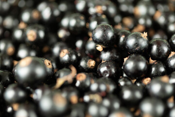 Ripe blackcurrants. Lots of juicy blackcurrants. Fresh berry harvest. Healthy food.