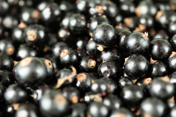 Ripe blackcurrants. Lots of juicy blackcurrants. Fresh berry harvest. Healthy food.