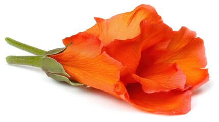 Bright Orange Flower with Delicate Petals Isolated on White Background for Nature or Floral Themes