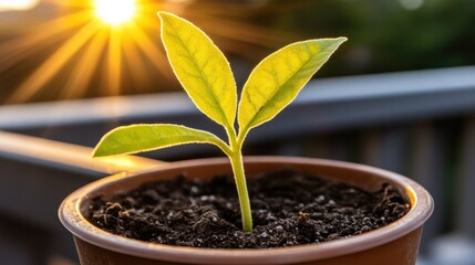 Fresh Green Plant Emerging from Soil in a Terracotta Pot with Vibrant Sunlight in the Background