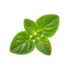 fresh oregano leaves falling down PNG. oregano herb leaves flying isolated. Aromatic herb oregano for cooking and food preparations PNG. Oregano leaf isolated