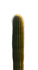Naklejka premium Photo Isolated Cactus on Black Background