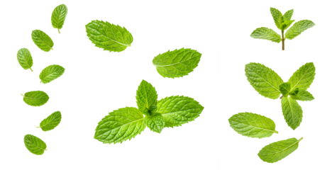 fresh mint leaves falling down set PNG. Mint herb leaves flying isolated. Aromatic herb mint for cooking and food preparations PNG. Menthol leaf isolated