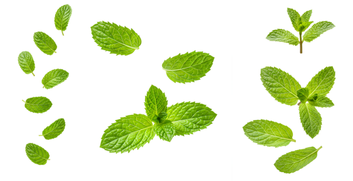 fresh mint leaves falling down set PNG. Mint herb leaves flying isolated. Aromatic herb mint for cooking and food preparations PNG. Menthol leaf isolated