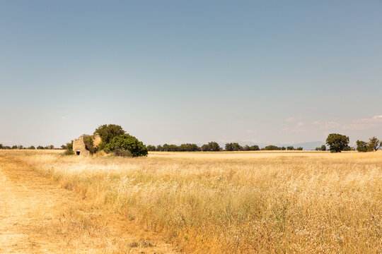 Paysage de campagne en Provence, champ d'herbes s&eacute;ch&eacute;es dor&eacute;es avec un cabanon en pierre et des arbres verts, ciel bleu en arri&egrave;re-plan, sud de la France