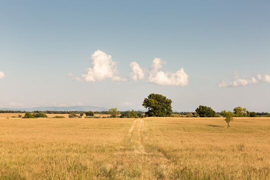 Paysage de campagne en Provence, champ d'herbes s&eacute;ch&eacute;es avec un chemin central, ligne d'horizon avec des arbres verts, montagne et ciel bleu en arri&egrave;re-plan, sud de la France