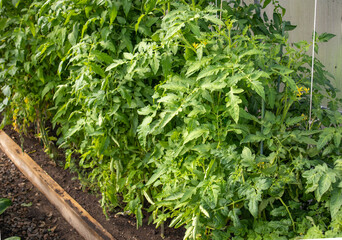 Green tops of young growing tomatoes, growing vegetables in a greenhouse
