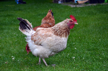 Free-range chickens pecking at fresh green grass in a sunny farmyard.