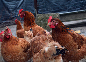 Free-range chickens pecking at fresh green grass in a sunny farmyard.