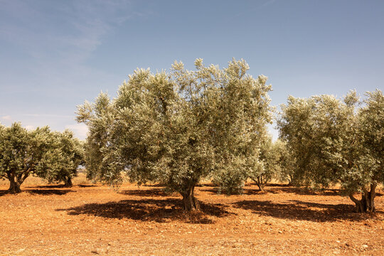 Champ d'oliviers ensoleill&eacute;s en Provence avec un olivier au centre de l'image et un ciel bleu en arri&egrave;re-plan, sud de la France