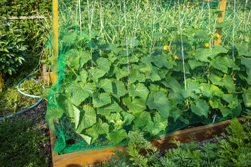 Close-up of a cucumber patch with a net stretched over it to keep birds away, in the open air