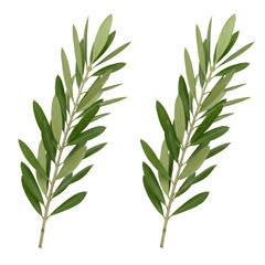 Obraz premium Olive Branches Illustration Isolated on Transparent Background Green Leaves