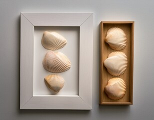 whole shells framed in neutral minimalism