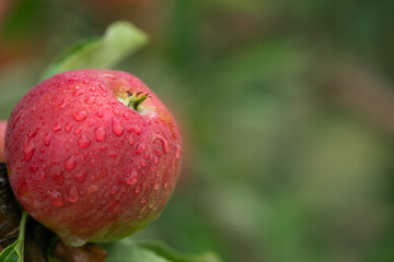 Ripe red apples on the tree in the orchard after rain.