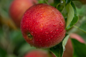 Ripe red apples on the tree in the orchard after rain.