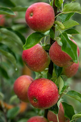 Ripe red apples on the tree in the orchard after rain.