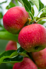 Ripe red apples on the tree in the orchard after rain.