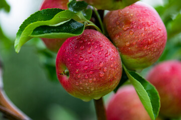 Ripe red apples on the tree in the orchard after rain.