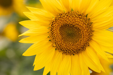 Obraz premium Close-up of a Sunflower Head with Black Seeds and Yellow Petals.