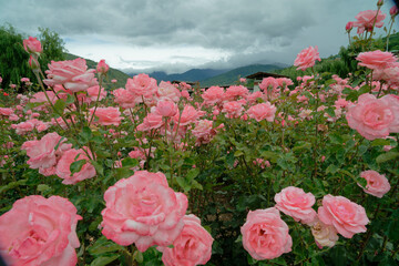 Pink roses in full bloom with soft background
