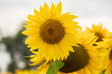 Close-up of a Sunflower Head with Black Seeds and Yellow Petals.