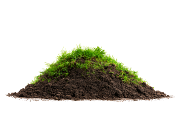 Lush green grass atop dark brown soil pile isolated on black background
