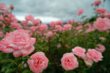 Pink roses in full bloom with soft background
