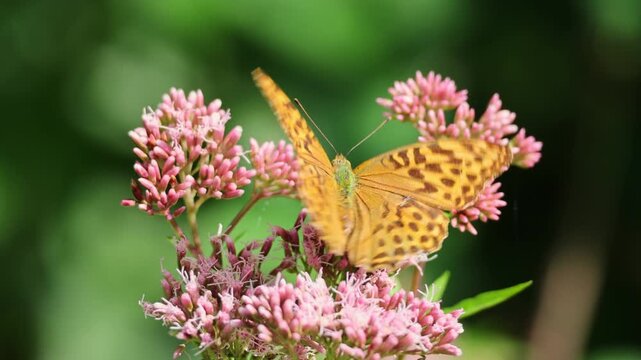 Butterfly (Argynnis paphia) on pink Eupatorium