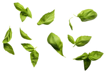 PNG Basil leaves plant herbs leaf.