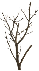 Isolated Tree Branch Illustration In Brown On Transparent Background