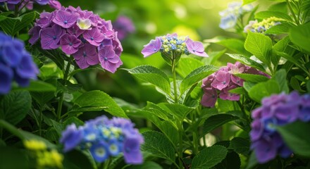 purple flowers in the garden