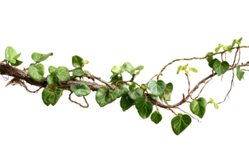 Lush green ivy vine branch isolated on black background