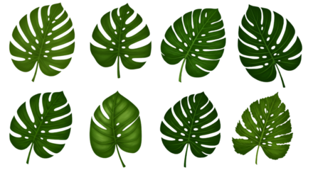 Monstera Leaves Illustration On Isolated Background With Green Foliage