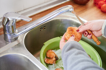 Unrecognizable woman cleaning fresh saffron milk caps (Lactarius deliciosus) in the kitchen sink before cooking. Preparing fall recipes with seasonal edible mushrooms.