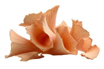 Pencil shavings artistic arrangement light orange wood curls