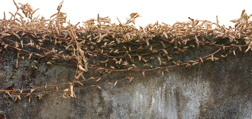concrete wall topped with dense layer of dried plant vines isolated white background, natural decay of vegetation on cement structure