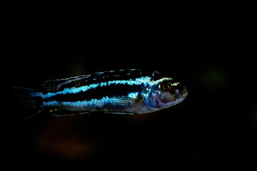 Colorful reef fish in the Ripley's aquarium in Toronto