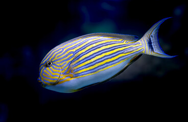 Colorful reef fish in the Ripley's aquarium in Toronto