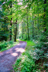 Beautiful road through the forest