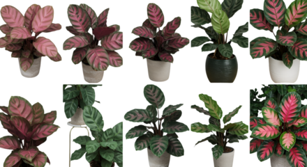 Realistic Isolated Plants Collection Pink Leaves Green Leaves Black Background