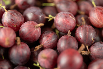 Ripe red gooseberries. Juicy berries. Lots of gooseberries.