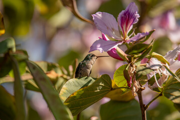 hummingbird