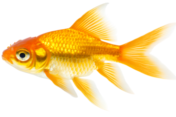 A vibrant orange goldfish with flowing fins swimming gracefully isolated on transparent background