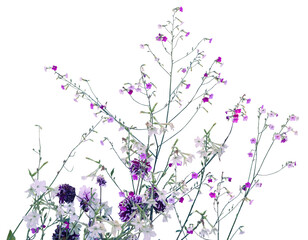 Blooming tobacco, Nicotiana, pink and white flowers, isolated on a transparent background, png, photography