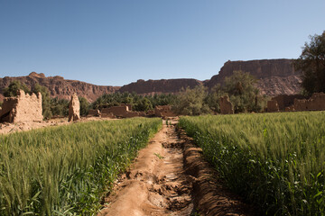 AlUla - Landscape - Oasis (Saudi Arabia)
