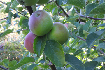 Apple Cluster in Tree 02