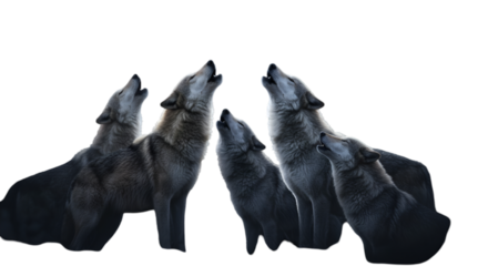 Realistic Image Of Wolves Howling In The Night With A Transparent Background