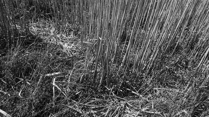 grass in the snow
